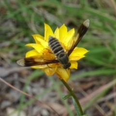 Comptosia sp. (genus) at Sth Tablelands Ecosystem Park - 31 Jan 2021 01:11 PM