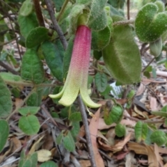 Correa reflexa var. reflexa (Common Correa, Native Fuchsia) at National Arboretum Woodland - 31 Jan 2021 by AndyRussell