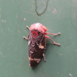 Eurymeloides punctata at Flynn, ACT - 31 Jan 2021