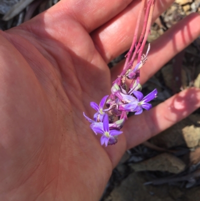 Lobelia gibbosa (Tall Lobelia) at Downer, ACT - 31 Jan 2021 by WalterEgo