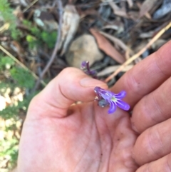 Lobelia gibbosa at Downer, ACT - 31 Jan 2021