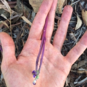 Lobelia gibbosa at Downer, ACT - 31 Jan 2021