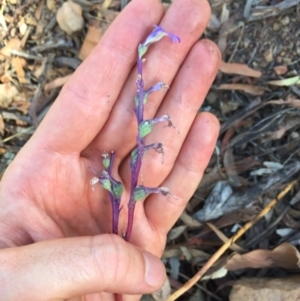 Lobelia gibbosa at Downer, ACT - 31 Jan 2021