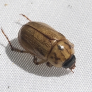 Cyclocephala signaticollis at Higgins, ACT - 20 Jan 2021 03:06 PM