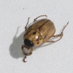 Cyclocephala signaticollis at Higgins, ACT - 20 Jan 2021