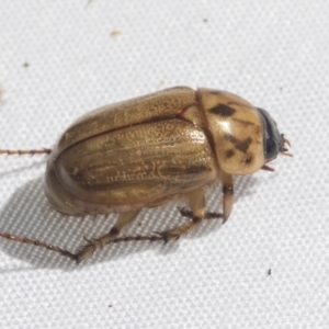 Cyclocephala signaticollis at Higgins, ACT - 20 Jan 2021