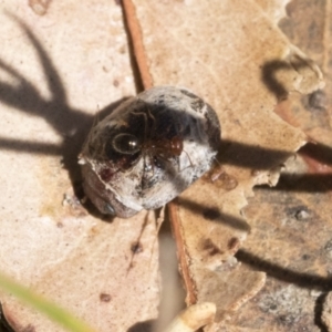 Trachymela sp. (genus) at Cook, ACT - 12 Jan 2021