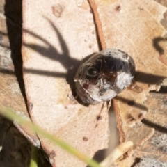 Trachymela sp. (genus) at Cook, ACT - 12 Jan 2021