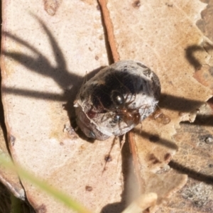 Trachymela sp. (genus) at Cook, ACT - 12 Jan 2021