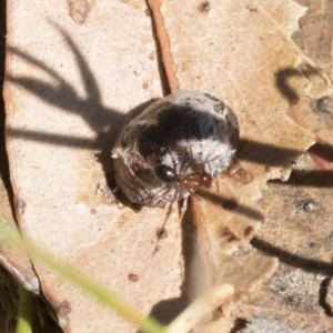 Trachymela sp. (genus) at Cook, ACT - 12 Jan 2021