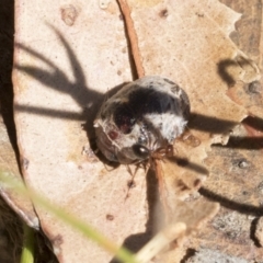 Trachymela sp. (genus) at Cook, ACT - 12 Jan 2021