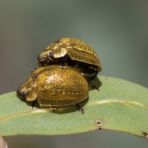 Paropsisterna cloelia at Weetangera, ACT - 12 Jan 2021 12:25 PM