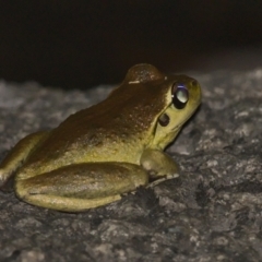 Litoria lesueuri (Lesueur's Tree-frog) at Rendezvous Creek, ACT - 13 Jan 2021 by TimotheeBonnet