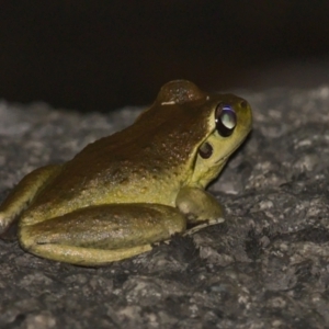 Litoria lesueuri at Rendezvous Creek, ACT - 13 Jan 2021