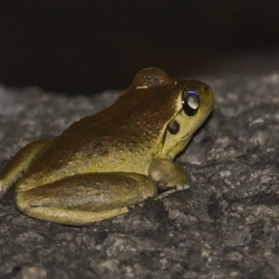 Litoria lesueuri (Lesueur's Tree-frog) at Rendezvous Creek, ACT - 13 Jan 2021 by TimotheeBonnet