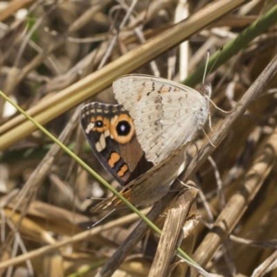 Junonia villida (Meadow Argus) at Weetangera, ACT - 12 Jan 2021 by AlisonMilton