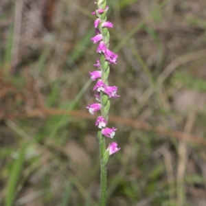 Spiranthes australis at Cotter River, ACT - 31 Jan 2021