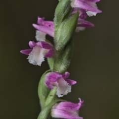 Spiranthes australis at Cotter River, ACT - 31 Jan 2021