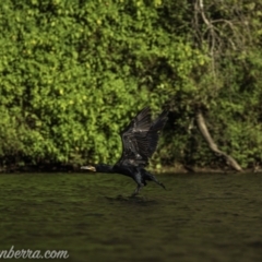 Phalacrocorax carbo (Great Cormorant) at Goulburn Mulwaree Council - 25 Jan 2021 by BIrdsinCanberra