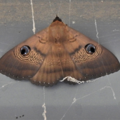 Dasypodia selenophora (Southern old lady moth) at Paddys River, ACT - 30 Jan 2021 by JohnBundock