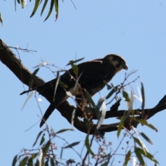 Falco berigora (Brown Falcon) at Bonegilla, VIC - 30 Jan 2021 by PaulF