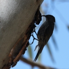 Cormobates leucophaea (White-throated Treecreeper) at Ryans Lagoon Wildlife Reserve - 30 Jan 2021 by PaulF