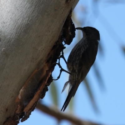 Cormobates leucophaea (White-throated Treecreeper) at Ryans Lagoon Wildlife Reserve - 30 Jan 2021 by PaulF