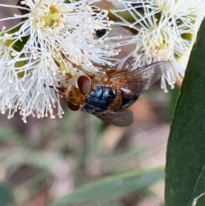 Chaetophthalmus sp. (genus) at Murrumbateman, NSW - 30 Jan 2021