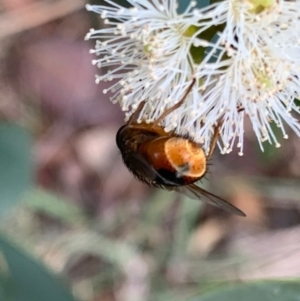 Chaetophthalmus sp. (genus) at Murrumbateman, NSW - 30 Jan 2021