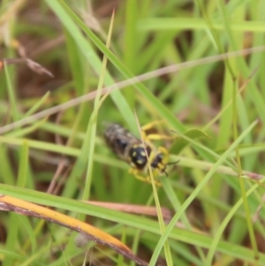 Bembix sp. (genus) at Mongarlowe, NSW - 31 Jan 2021