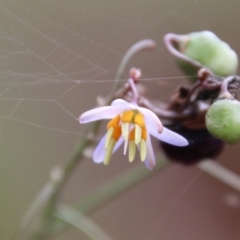 Dianella sp. aff. longifolia (Benambra) (Pale Flax Lily, Blue Flax Lily) at Mongarlowe River - 31 Jan 2021 by LisaH