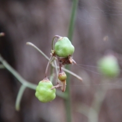 Dianella sp. aff. longifolia (Benambra) at Mongarlowe, NSW - 31 Jan 2021