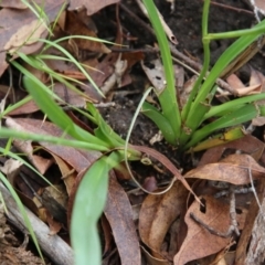 Dianella sp. aff. longifolia (Benambra) at Mongarlowe, NSW - 31 Jan 2021