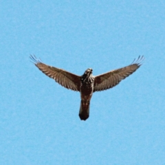 Tachyspiza fasciata (Brown Goshawk) at Throsby, ACT - 30 Jan 2021 by davobj