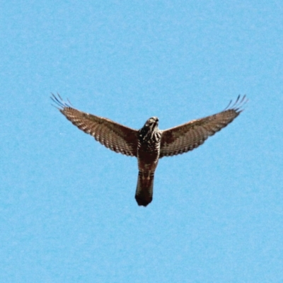 Accipiter fasciatus (Brown Goshawk) at Throsby, ACT - 30 Jan 2021 by davobj