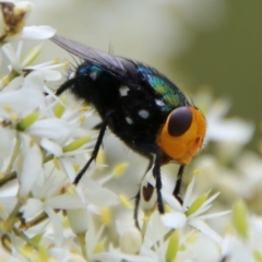 Amenia sp. (genus) (Yellow-headed Blowfly) at Mongarlowe River - 31 Jan 2021 by LisaH