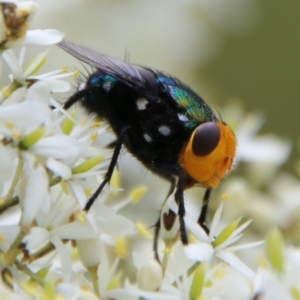 Amenia sp. (genus) at Mongarlowe, NSW - 31 Jan 2021