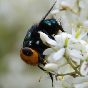 Amenia sp. (genus) at Mongarlowe, NSW - 31 Jan 2021