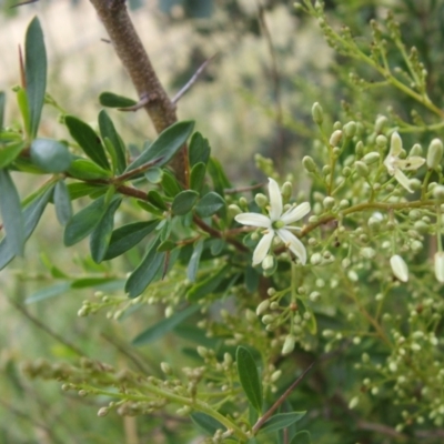 Bursaria spinosa (Native Blackthorn, Sweet Bursaria) at Nangus, NSW - 10 Nov 2010 by abread111