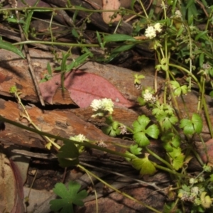 Hydrocotyle tripartita at Nangus, NSW - 10 Nov 2010