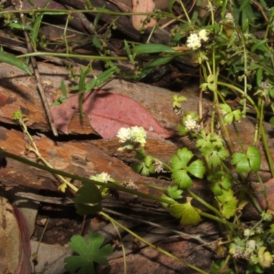 Hydrocotyle tripartita (Pennywort) at Nangus, NSW - 10 Nov 2010 by abread111