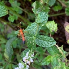 Ctenochares bicolorus at Murrumbateman, NSW - 31 Jan 2021 07:49 PM