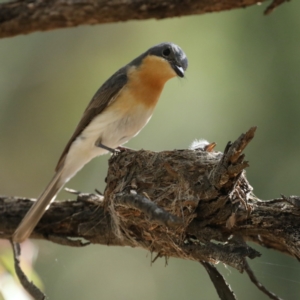 Myiagra rubecula at Ainslie, ACT - suppressed