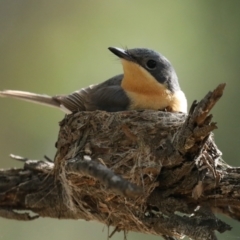 Myiagra rubecula at Ainslie, ACT - suppressed