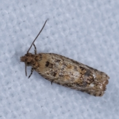 Isochorista ranulana (A Tortricid moth) at Melba, ACT - 19 Jan 2021 by kasiaaus