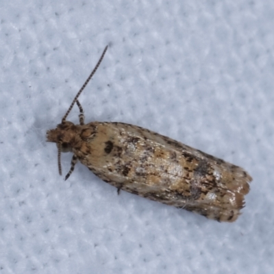 Isochorista ranulana (A Tortricid moth) at Melba, ACT - 19 Jan 2021 by kasiaaus