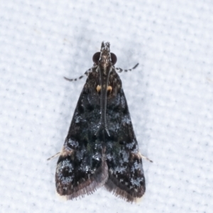 Heliothela ophideresana at Melba, ACT - 20 Jan 2021