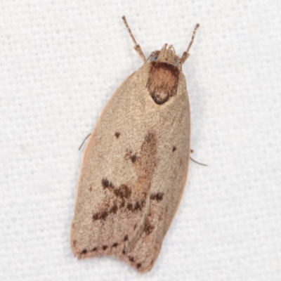 Heliocausta undescribed species (A Concealer moth (Wingia group)) at Melba, ACT - 20 Jan 2021 by kasiaaus