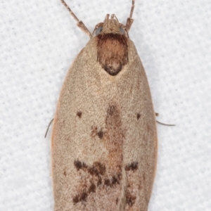 Heliocausta undescribed species at Melba, ACT - 20 Jan 2021