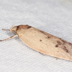 Heliocausta undescribed species at Melba, ACT - 20 Jan 2021 11:26 PM